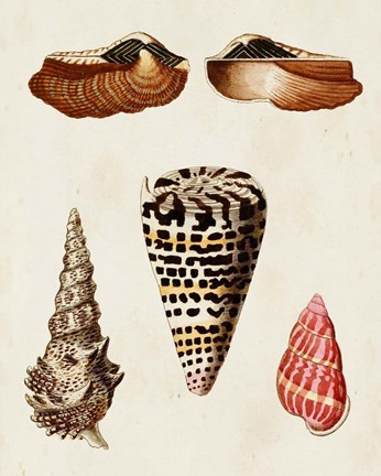 Framed Knorr Shells III Print