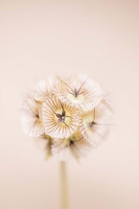 Framed Bleach Blonde II Print