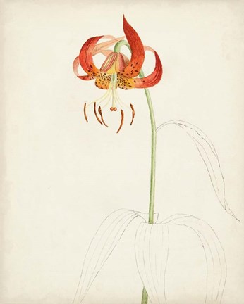 Framed Watercolor Botanical Sketches I Print