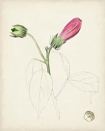 Framed Watercolor Botanical Sketches IV Print