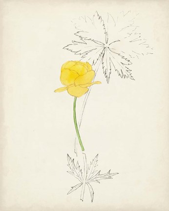 Framed Watercolor Botanical Sketches VII Print