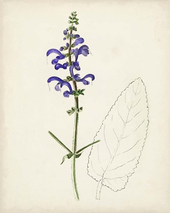 Framed Watercolor Botanical Sketches X Print