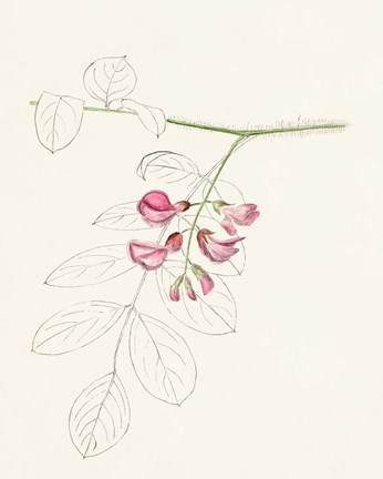 Framed Watercolor Leaf Sketches I Print