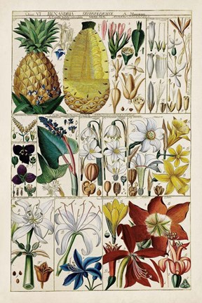 Framed Pineapple Chart Print