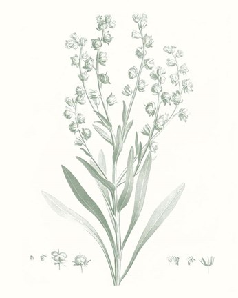 Framed Botanical Study in Sage I Print