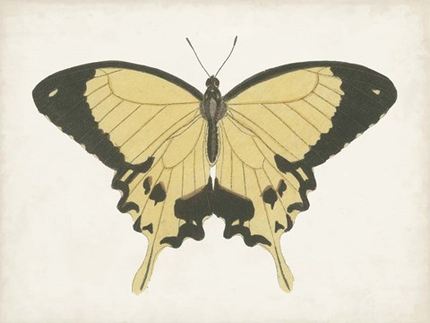 Framed Beautiful Butterfly I Print