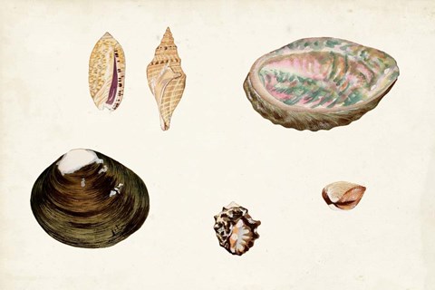 Framed Antique Shell Anthology VIII Print