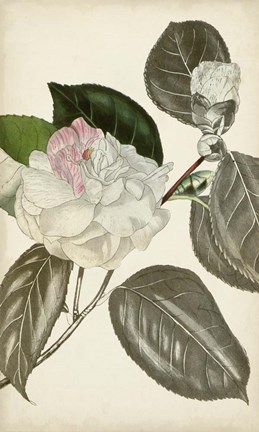 Framed Silvery Botanicals III Print