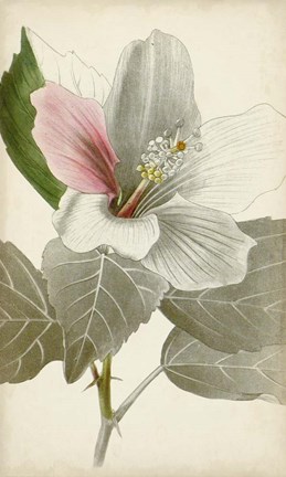 Framed Silvery Botanicals VI Print