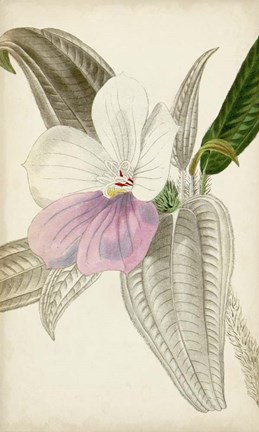 Framed Silvery Botanicals VII Print