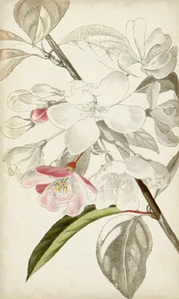 Framed Silvery Botanicals VIII Print