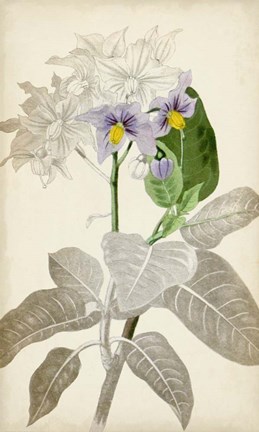 Framed Silvery Botanicals IX Print