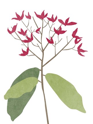 Framed Begonia Stem II Print