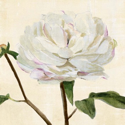 Framed Peony in Bloom I Print