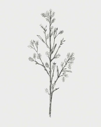 Framed Wild Stem II Print