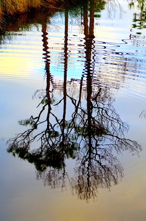 Framed Reflections in a Stream, Ward Ware Nature Park, Gulf Shores Alabama Print