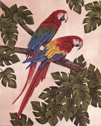 Framed Macaws Print