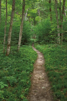 Framed North Country Trail Print