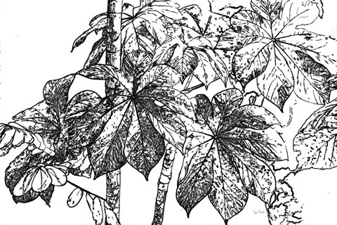 Framed Botanical BW IV Print