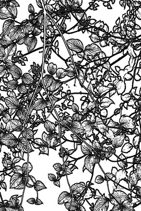 Framed Leafy BW III Print