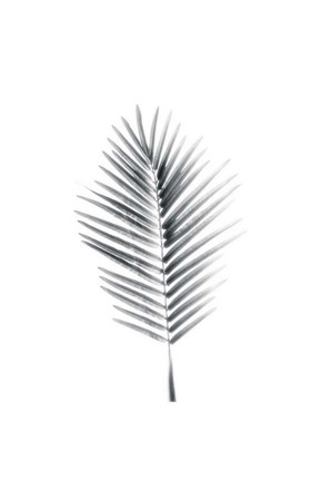 Framed Palm II Print