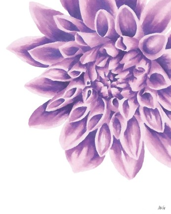 Framed Purple Chrysanthemum Print