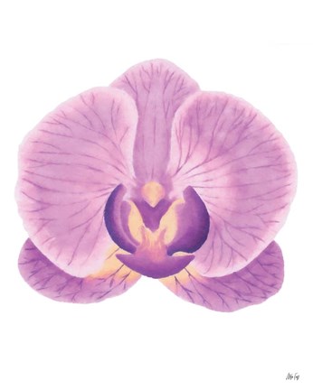 Framed Purple Orchid II Print
