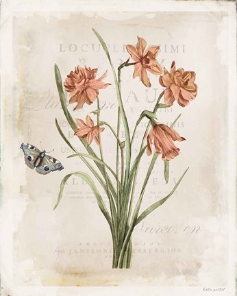 Framed Antiquarian Blooms V Print