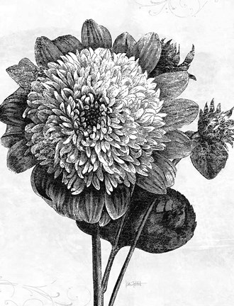 Framed Spa Botanical II BW Crop Print