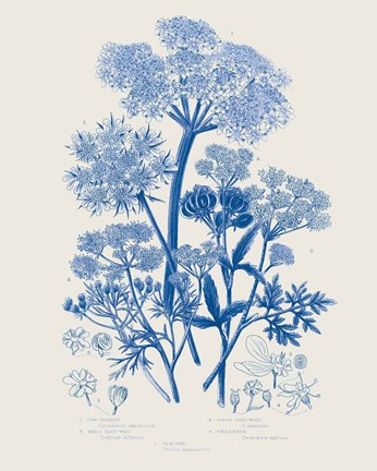 Framed Flowering Plants VI Mid Blue Print