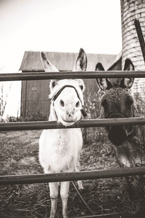 Framed Donkeys Print