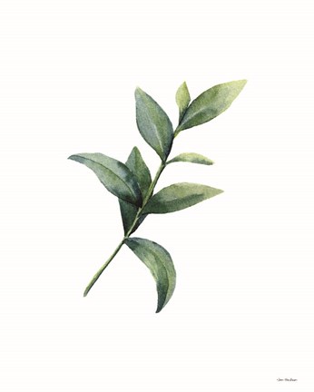 Framed Eucalyptus III Print