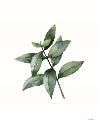 Framed Eucalyptus IV Print