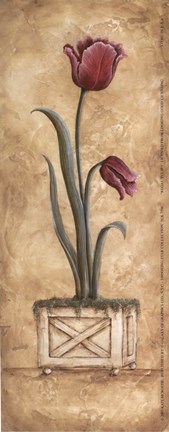 Framed Regal Tulip Print