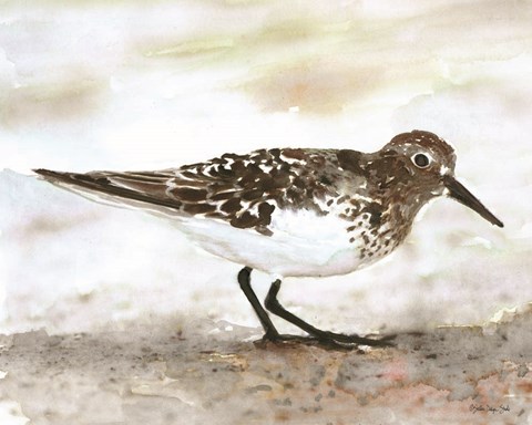 Framed Sandpiper 1 Print