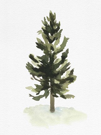 Framed Watercolor Pine I Print