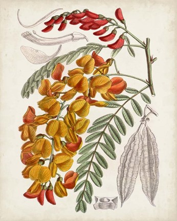 Framed Delicate Tropicals IX Print