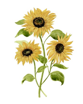Framed Sunflower Trio I Print