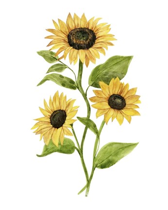 Framed Sunflower Trio II Print