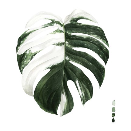 Framed Variegated Monstera II Print