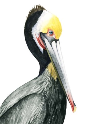 Framed Watercolor Pelican I Print