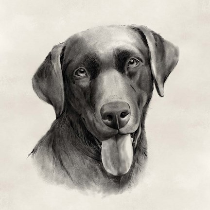 Framed Charcoal Labrador I Print