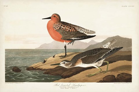 Framed Pl. 315 Red-breasted Sandpiper Print