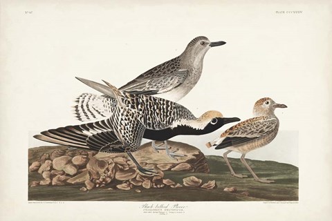 Framed Pl. 334 Black-bellied Plover Print