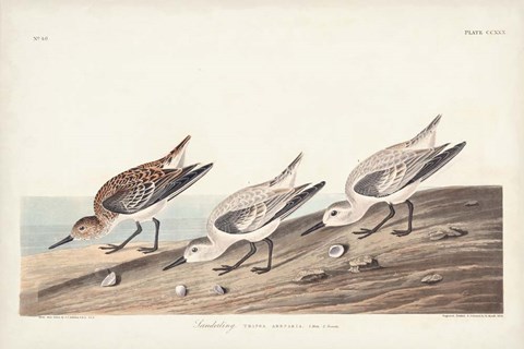 Framed Pl. 230 Sanderling Print