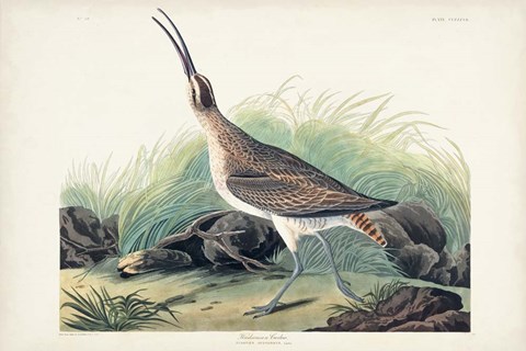 Framed Pl. 237 Hudsonian Curlew Print