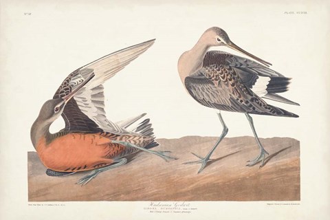Framed Pl. 258 Hudsonian Godwit Print
