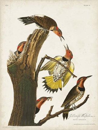 Framed Pl. 37 Gold-winged Woodpecker Print