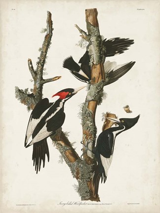 Framed Pl. 66 Ivory-billed Woodpecker Print