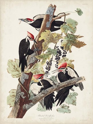 Framed Pl. 111 Pileated Woodpecker Print